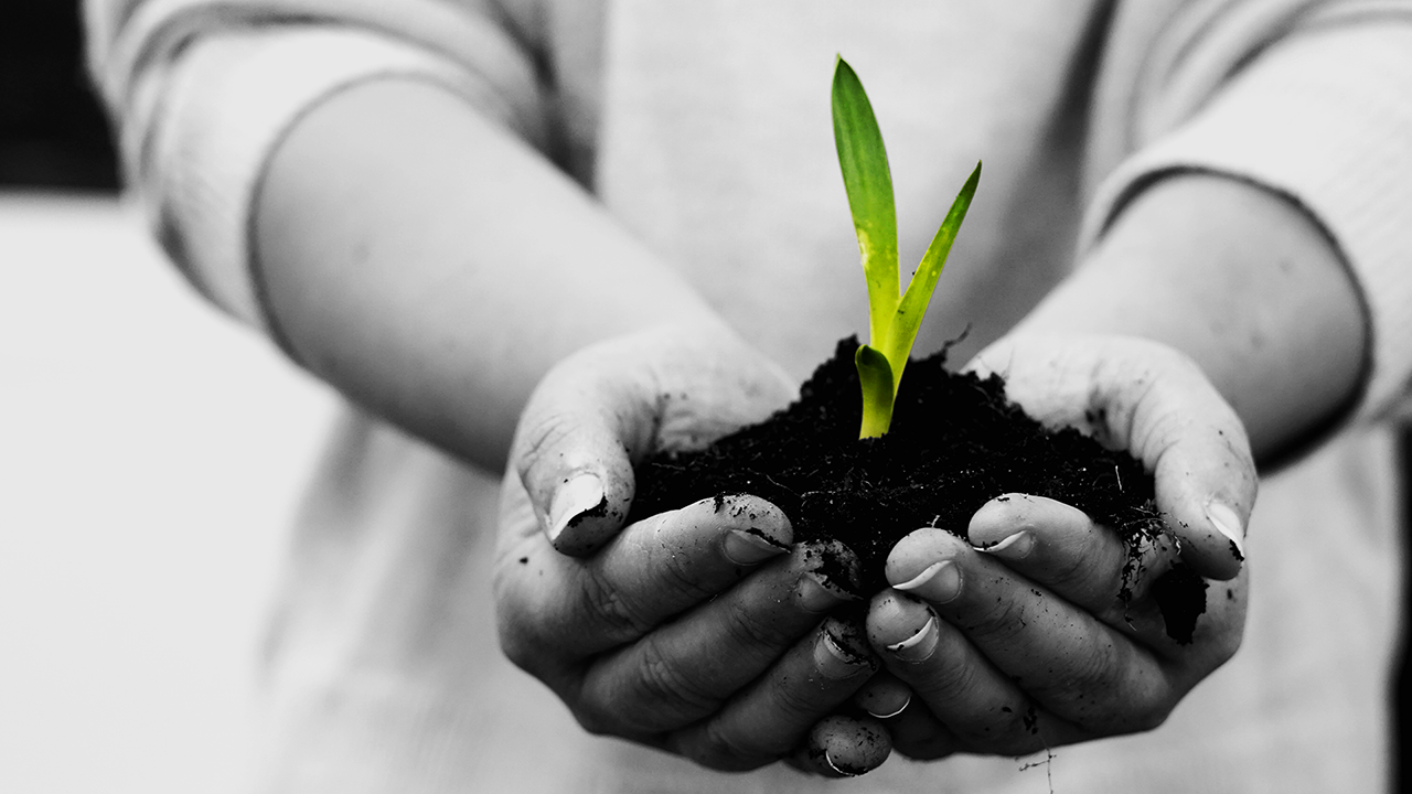 Plant partial coloring